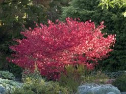 Euonymus Alatus 'Compactus' -Gartenpflanzen euonymus compactus 1280x1280