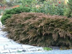 Microbiota Decussata, Fächer-Wacholder 7 Microbiota Decussata, Fächer-Wacholder -Gartenpflanzen faecher wacholder 1280x1280