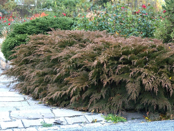 Microbiota Decussata, Fächer-Wacholder 5 Microbiota Decussata, Fächer-Wacholder – Bild 3