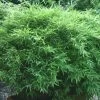 Fargesia Murielae 'Bimbo', Kleiner Gartenbambus -Gartenpflanzen fargesia bimbo 1280x1280