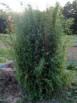 Fargesia Jiuzhaigou, Jade Bambus, Rothalmiger Schirm-Bambus