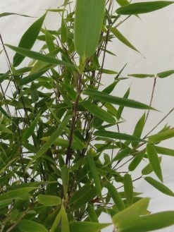 Fargesia Murielae 'Tiny', Schirmbambus 11 Fargesia Murielae 'Tiny', Schirmbambus -Gartenpflanzen fargesia tiny blatt 1280x1280