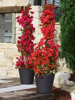 Pflanzkübel Geflecht-Dekor 21 Pflanzkübel Geflecht-Dekor -Gartenpflanzen flechtkuebel rund niedrig b 1280x1280