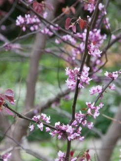 Cercis Canadensis 'Forest Pansy', Judasbaum -Gartenpflanzen forest pansy bluete 1280x1280