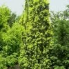 Taxus Baccata 'Fastigiata Aureomarginata'