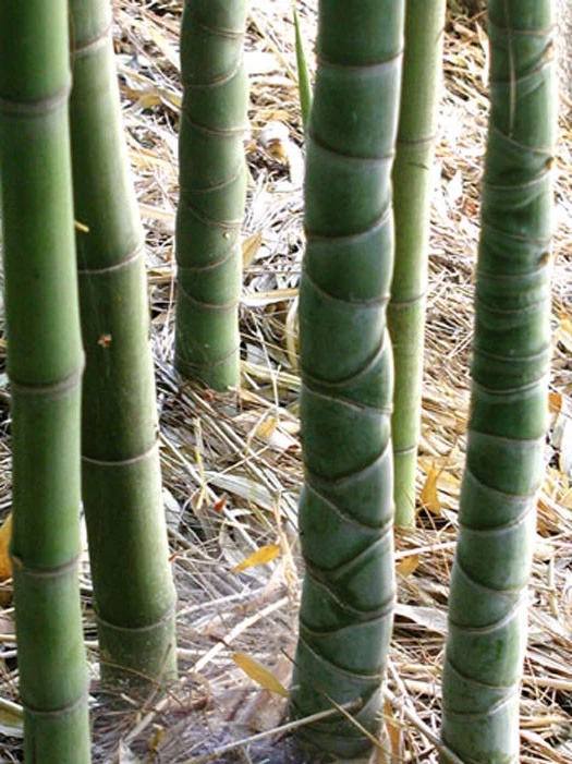 Phyllostachys Aurea, Gelber Bambus 8 Phyllostachys Aurea, Gelber Bambus – Bild 6