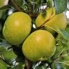 Apfel Gelber Edelapfel -Gartenpflanzen gelberedelapfel 155599416443f6 1280x1280