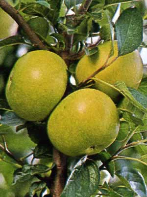 Apfel Gelber Edelapfel 3 Apfel Gelber Edelapfel
