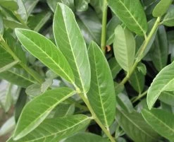 Prunus Laurocerasus Genolia® 'Mariblon', Säulenförmiger Kirschlorbeer -Gartenpflanzen genolia mariblon blatt 1280x1280