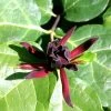 Calycanthus Floridus, Gewürzstrauch -Gartenpflanzen gewuerzstrauch bluete 1280x1280