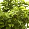 Ginkgo Biloba 'Mariken', Zwerg-Fächerblattbaum -Gartenpflanzen ginkgo biloba mariken 1280x1280