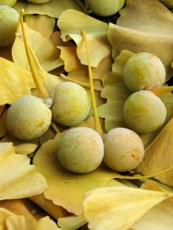 Ginkgo Biloba, Fächerblattbaum, Ginkgobaum -Gartenpflanzen ginkgo frucht 1280x1280