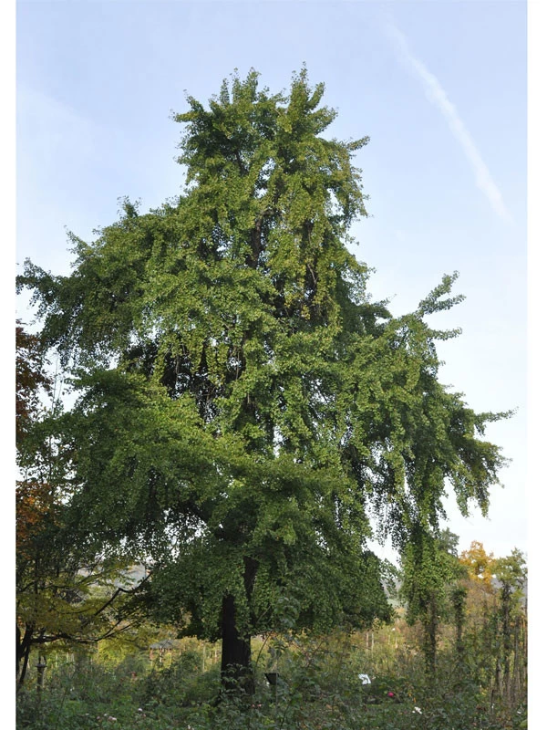 Ginkgo Biloba, Fächerblattbaum - Hochstamm 3 Ginkgo Biloba, Fächerblattbaum - Hochstamm