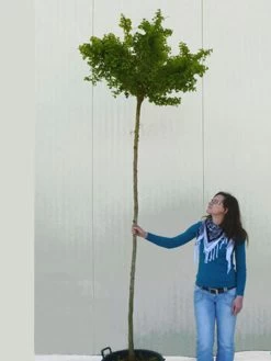 Ginkgo Biloba Mariken, Kugel-Ginkgo - Hochstamm -Gartenpflanzen ginkgo mariken hochstamm 1280x1280