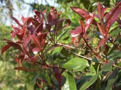 Photinia Fraseri 'Red Robin', Immergrüne Rote Glanzmispel -Gartenpflanzen glanzmispel red robin austr 1280x1280