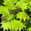Acer Shirasawanum 'Aureum', Japanischer Goldahorn -Gartenpflanzen goldahorn 1280x1280