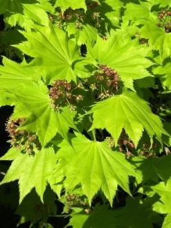 Acer Shirasawanum 'Aureum', Japanischer Goldahorn