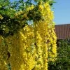 Laburnum Watereri 'Vossii', Goldregen - Hochstamm -Gartenpflanzen goldregen bluete63ff6b22508aa 1280x1280