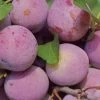 Pflaume Graf Althans Reneclaude 2 Pflaume Graf Althans Reneclaude -Gartenpflanzen graf 1 1280x1280