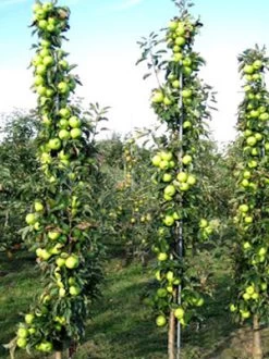 Säulenapfel 'Greencats' ® -Gartenpflanzen greencats 78624 2 1280x1280