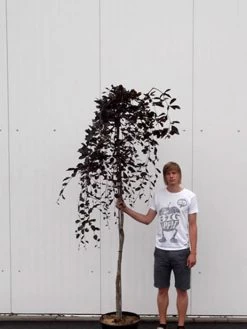 Fagus Sylvatica 'Purpurea Pendula', Schwarzrote Hängeblutbuche - Hochstamm -Gartenpflanzen haengeblutbuche hochstamm 1280x1280
