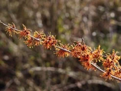 Titelseite 14 Titelseite -Gartenpflanzen hamamelis aphrodite bluete 1280x1280