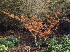 Hamamelis Intermedia 'Aphrodite', Zaubernuss -Gartenpflanzen hamamelis aphrodite 1280x1280
