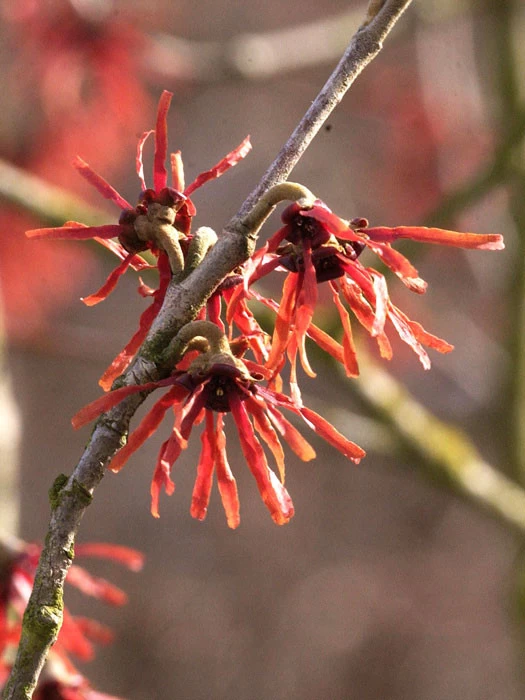 Hamamelis Intermedia 'Diane', Rote Zaubernuss 3 Hamamelis Intermedia 'Diane', Rote Zaubernuss