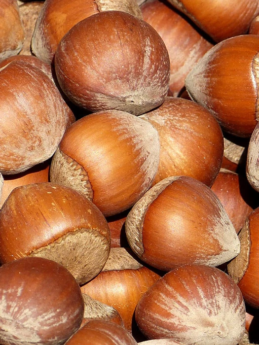 Corylus 'Rote Zellernuss', Haselnuss 3 Corylus 'Rote Zellernuss', Haselnuss