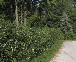 Prunus Laurocerasus Genolia® 'Mariblon', Säulenförmiger Kirschlorbeer -Gartenpflanzen hecke genolia mariblon 1280x1280