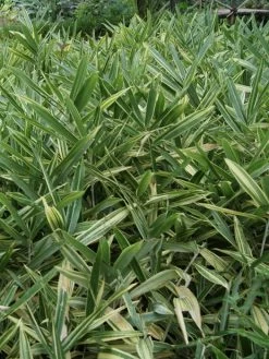 Hibanobambusa Tranquillans 'Shiroshima', Buschiger Streifenbambus