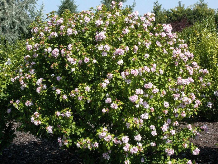 Hibiscus Syriacus 'Lady Stanley', Hibiskus, Garteneibisch 4 Hibiscus Syriacus 'Lady Stanley', Hibiskus, Garteneibisch – Bild 2