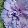 Hibiscus Syriacus 'Blue Chiffon'®, Roseneibisch -Gartenpflanzen hibiscus blue chiffon j1 76 76869 0 1280x1280