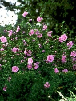 Hibiscus Syriacus 'Lavender Chiffon'®, Roseneibisch -Gartenpflanzen hibiscus lavender chiffon 3 46227 2 1280x1280