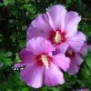Hibiscus Syriacus 'Russian Violet', Hibiskus, Garteneibisch -Gartenpflanzen hibiscus russian violet 2 4 46253 0 1280x1280