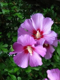 Hibiscus Syriacus 'Russian Violet', Hibiskus, Garteneibisch