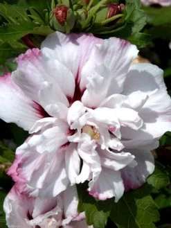 Hibiscus Syriacus 'Lady Stanley', Hibiskus, Garteneibisch