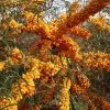 Hippophae Rhamnoides 'Orange Energy'® 'Habego'(S), Sanddorn