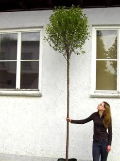 Prunus Fruticosa 'Globosa', Kugel-Kirsche - Hochstamm -Gartenpflanzen hochstamm prunus globosa 1280x1280