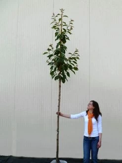 Prunus Serrulata 'Kanzan', Japanische Nelkenkirsche - Hochstamm -Gartenpflanzen hochstamm prunus kanzan 1280x1280