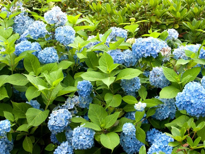 Hydrangea Macrophylla 'Endless Summer Blau'® 4 Hydrangea Macrophylla 'Endless Summer Blau'® – Bild 2