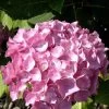 Hydrangea Macrophylla 'Bouquet Rose', Bauernhortensie -Gartenpflanzen hydrangea bouquet rose 1280x1280