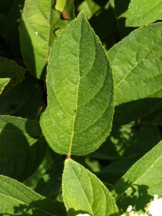 Hydrangea Paniculata 'Grandiflora', Rispen-Hortensie 4 Hydrangea Paniculata 'Grandiflora', Rispen-Hortensie – Bild 2