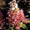 Hydrangea Paniculata 'Pinky Winky'® -Gartenpflanzen hydrangea pinky winky 1280x1280