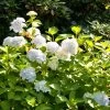Hydrangea Macrophylla Endless Summer 'The Bride'® 2 Hydrangea Macrophylla Endless Summer 'The Bride'® -Gartenpflanzen hydrangea the bride 1280x1280