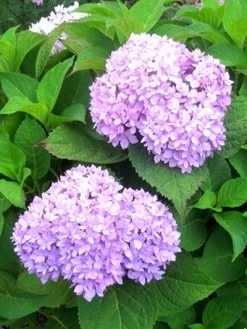 Hydrangea Macrophylla 'Endless Summer Rosa'® -Gartenpflanzen hydrangea endl summer 1 447 80368 2 1280x1280