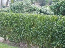 Ilex Meserveae Blue Prince, Stechpalme 7 Ilex Meserveae Blue Prince, Stechpalme -Gartenpflanzen ilex blue prince hecke 1280x1280