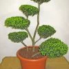 Ilex Crenata Green Hedge - Bonsai, XXL-Produkt 1 Ilex Crenata Green Hedge - Bonsai, XXL-Produkt -Gartenpflanzen ilex 80 100 1280x1280