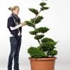 Ilex crenata Convexa - Bonsai, XXL-Produkt -Gartenpflanzen ilex convexa11 78656 0 1280x1280