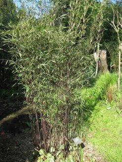 Fargesia Jiuzhaigou 'Deep Purple', Jade Bambus, Rothalmiger Schirm-Bambus -Gartenpflanzen jade bambus deep purple 1280x1280